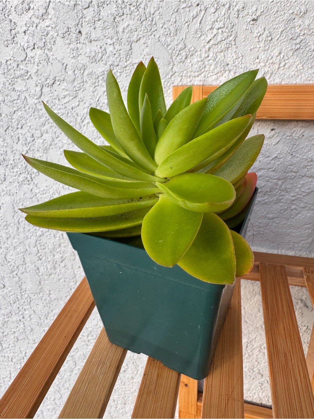 Crassula capitella ‘Campfire’ Succulent